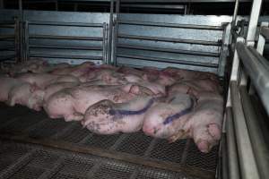 Group of pigs sleeping on cold grated floors in the holding pens outside Millmerran Meats - Captured at Millmerran Meats, Millmerran QLD Australia.