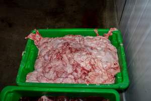 Bucket of guts at Millmerran Meats slaughterhouse - Captured at Millmerran Meats, Millmerran QLD Australia.