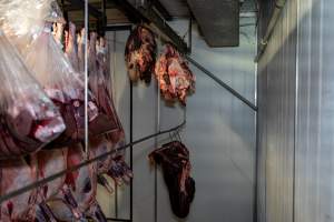 Body parts hanging in the chiller room at Millmerran Meats slaughterhouse - Captured at Millmerran Meats, Millmerran QLD Australia.