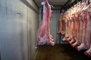 Bodies & bags hanging in the chiller room at Millmerran Meats slaughterhouse - Captured at Millmerran Meats, Millmerran QLD Australia.