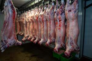 Bodies & bags hanging in the chiller room at Millmerran Meats slaughterhouse - Captured at Millmerran Meats, Millmerran QLD Australia.