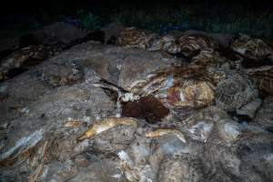 Dead pile in the field nearby Millmerran Meats Slaughterhouse - Captured at Millmerran Meats, Millmerran QLD Australia.