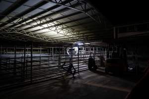 Exterior shot of Millmerran Meats' holding pens, taken on approach to the slaughterhouse. - Captured at Millmerran Meats, Millmerran QLD Australia.