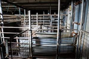 Empty shot of the holding pen and race pigs are led to at Millmerran Meats slaughterhouse. The sliding door on the right side of - Empty shot of the holding pen and race pigs are led to at Millmerran Meats slaughterhouse. The sliding door on the right side of the frame leads to the kill room - Captured at Millmerran Meats, Millmerran QLD Australia.