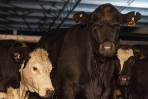 Cows photographed in the holding pens outside Millmerran Meats slaughterhouse - Captured at Millmerran Meats, Millmerran QLD Australia.