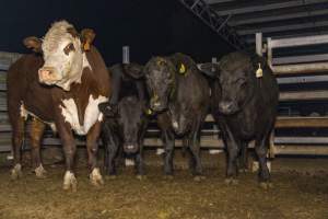 Cows photographed in the holding pens outside Millmerran Meats slaughterhouse - Captured at Millmerran Meats, Millmerran QLD Australia.