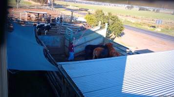 A worker herds cows using a plastic pipe -  (screenshot from hidden camera footage) - Captured at Maclagan Meats, Maclagan QLD Australia.