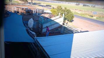 A cow attempts to jump out of the holding pen -  (screenshot from hidden camera footage) - Captured at Maclagan Meats, Maclagan QLD Australia.