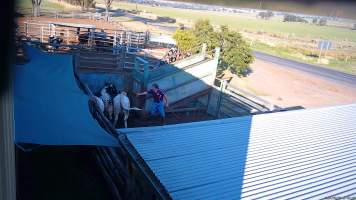 A worker uses an electric prod on a cow -  (screenshot from hidden camera footage) - Captured at Maclagan Meats, Maclagan QLD Australia.