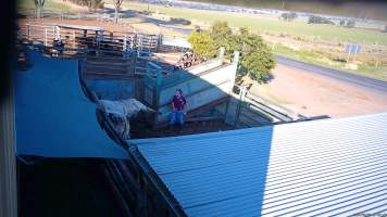 A cow kicks out after being electrocuted -  (screenshot from hidden camera footage) - Captured at Maclagan Meats, Maclagan QLD Australia.