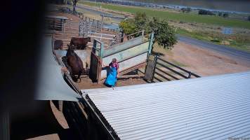 A cow attempts to jump free of the holding pens -  (screenshot from hidden camera footage) - Captured at Maclagan Meats, Maclagan QLD Australia.