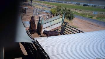 A cow attempts to jump free of the holding pens -  (screenshot from hidden camera footage) - Captured at Maclagan Meats, Maclagan QLD Australia.