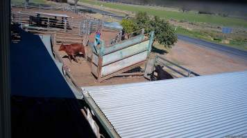 A cow runs from a worker in the holding pens -  (screenshot from hidden camera footage) - Captured at Maclagan Meats, Maclagan QLD Australia.