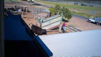 A cow chases a worker through the pens -  (screenshot from hidden camera footage) - Captured at Maclagan Meats, Maclagan QLD Australia.