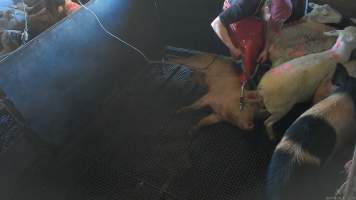 Electric stunning - pigs -  (screenshot from hidden camera footage) - Captured at Maclagan Meats, Maclagan QLD Australia.