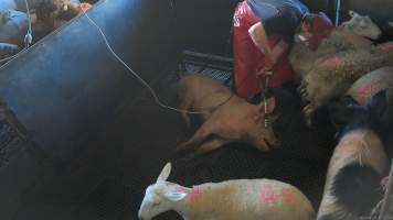 Electric stunning - pigs -  (screenshot from hidden camera footage) - Captured at Maclagan Meats, Maclagan QLD Australia.