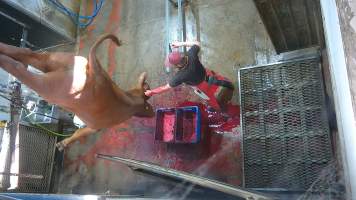 Brain scrambling - A knife is inserted into the cows brain, causing them to thrash and convulse (screenshot from hidden camera footage) - Captured at Maclagan Meats, Maclagan QLD Australia.