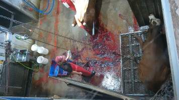 Bolt gun stunning - cows -  (screenshot from hidden camera footage) - Captured at Maclagan Meats, Maclagan QLD Australia.