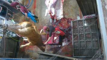 Cow thrashing on shackle line - A knife is inserted into the cows brain, causing them to thrash and convulse (screenshot from hidden camera footage) - Captured at Maclagan Meats, Maclagan QLD Australia.