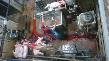 Pig sticking and scalding -  (screenshot from hidden camera footage) - Captured at Maclagan Meats, Maclagan QLD Australia.