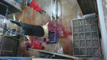 Sow sticking -  (screenshot from hidden camera footage) - Captured at Maclagan Meats, Maclagan QLD Australia.