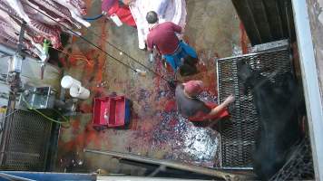 A cow sits after being shot -  (screenshot from hidden camera footage) - Captured at Maclagan Meats, Maclagan QLD Australia.