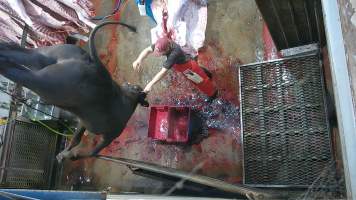 Cow thrashing on shackle line - A knife is inserted into the cows brain, causing them to thrash and convulse (screenshot from hidden camera footage) - Captured at Maclagan Meats, Maclagan QLD Australia.