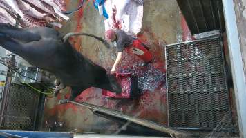 Cow thrashing on shackle line - A knife is inserted into the cows brain, causing them to thrash and convulse (screenshot from hidden camera footage) - Captured at Maclagan Meats, Maclagan QLD Australia.