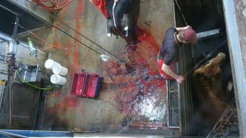 Cow lifting head after ineffective stunning -  (screenshot from hidden camera footage) - Captured at Maclagan Meats, Maclagan QLD Australia.