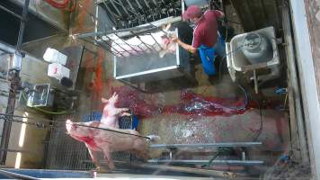 Pig gasps after sticking -  (screenshot from hidden camera footage) - Captured at Maclagan Meats, Maclagan QLD Australia.