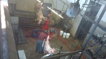 Sow sticking and shackling - Large sows are immobilised by a shot to the head with a bolt gun. They are then hung upside down and their throats are slit. (screenshot from hidden camera footage) - Captured at Maclagan Meats, Maclagan QLD Australia.