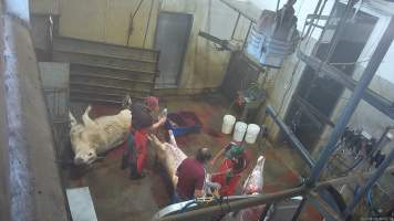 Cow thrashes after being shot with bolt gun -  (screenshot from hidden camera footage) - Captured at Maclagan Meats, Maclagan QLD Australia.