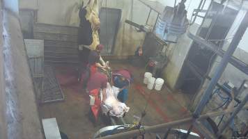 Dairy cow sticking -  (screenshot from hidden camera footage) - Captured at Maclagan Meats, Maclagan QLD Australia.