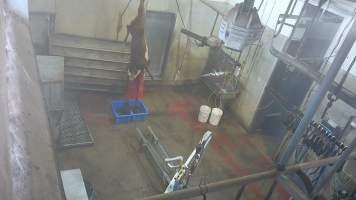 Calf slaughter - A small calf is hung upside down and has their throat slit. (screenshot from hidden camera footage) - Captured at Maclagan Meats, Maclagan QLD Australia.