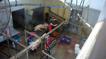 Sow in knockbox - Large sows are immobilised by a shot to the head with a bolt gun. They are then hung upside down and their throats are slit. (screenshot from hidden camera footage) - Captured at Maclagan Meats, Maclagan QLD Australia.