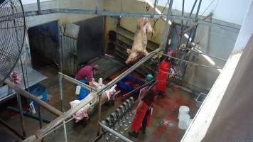 Sow sticking - Large sows are immobilised by a shot to the head with a bolt gun. They are then hung upside down and their throats are slit. (screenshot from hidden camera footage) - Captured at Maclagan Meats, Maclagan QLD Australia.