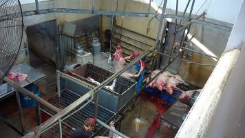 A pig is lowered into the scalding tank -  (screenshot from hidden camera footage) - Captured at Maclagan Meats, Maclagan QLD Australia.