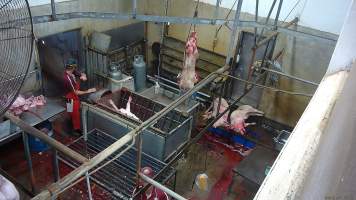 A pig gasping after sticking -  (screenshot from hidden camera footage) - Captured at Maclagan Meats, Maclagan QLD Australia.