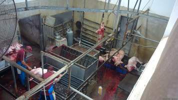 A pig gasping after sticking -  (screenshot from hidden camera footage) - Captured at Maclagan Meats, Maclagan QLD Australia.