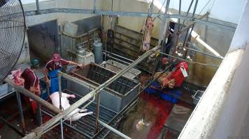 A worker holds a thrashing pig - Pigs often continue to thrash and gasp after their throats have been slit. (screenshot from hidden camera footage) - Captured at Maclagan Meats, Maclagan QLD Australia.