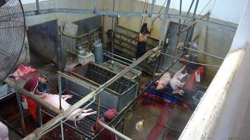 A worker holds a thrashing pig - Pigs often continue to thrash and gasp after their throats have been slit. (screenshot from hidden camera footage) - Captured at Maclagan Meats, Maclagan QLD Australia.