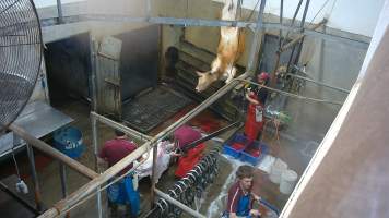 A cow thrashes on the shackle line -  (screenshot from hidden camera footage) - Captured at Maclagan Meats, Maclagan QLD Australia.