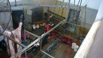 A cow sits in the knockbox after ineffective stunning -  (screenshot from hidden camera footage) - Captured at Maclagan Meats, Maclagan QLD Australia.