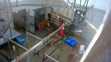 A cow sits in the knockbox after ineffective stunning -  (screenshot from hidden camera footage) - Captured at Maclagan Meats, Maclagan QLD Australia.