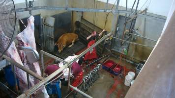 A cow sits in the knockbox after ineffective stunning -  (screenshot from hidden camera footage) - Captured at Maclagan Meats, Maclagan QLD Australia.