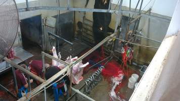 A cow bleeds from the neck while hanging on the shackle line -  (screenshot from hidden camera footage) - Captured at Maclagan Meats, Maclagan QLD Australia.