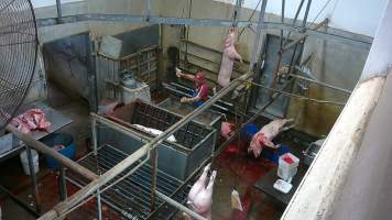 A pig gasping and thrashing after sticking -  (screenshot from hidden camera footage) - Captured at Maclagan Meats, Maclagan QLD Australia.