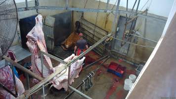 A cow is hoisted with a chain around their neck -  (screenshot from hidden camera footage) - Captured at Maclagan Meats, Maclagan QLD Australia.