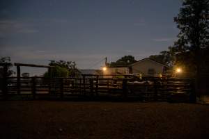 Holding pens outside slaughterhouse - Captured at Maclagan Meats, Maclagan QLD Australia.