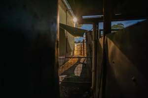 Walkway from holding pens - Captured at Maclagan Meats, Maclagan QLD Australia.